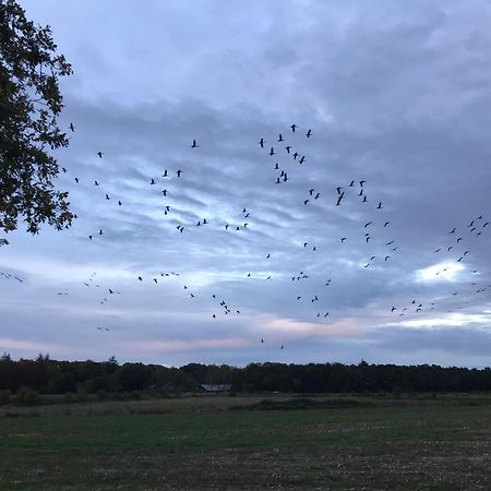Vakantiehuis Appelvink, Toplocatie In Bosrijke Omgeving Oisterwijk Dış mekan fotoğraf