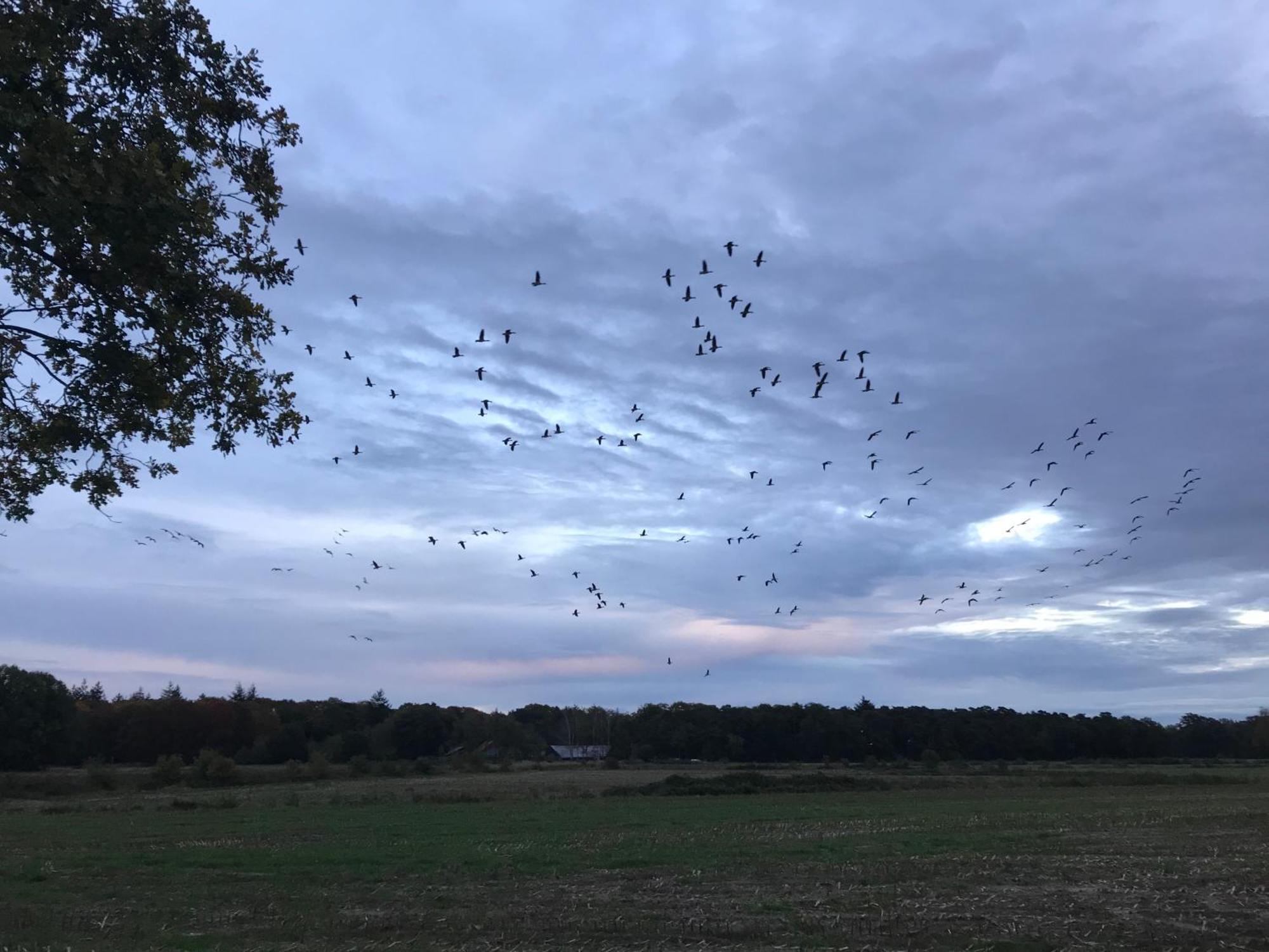 Vakantiehuis Appelvink, Toplocatie In Bosrijke Omgeving Oisterwijk Dış mekan fotoğraf